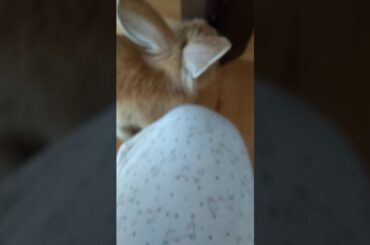 Fırlayan Tavşan/ Cute Rabbit