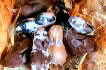 What's Going On With These Baby Bunnies?!?!