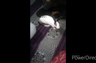 सोना rabbit बहुत cute है देखिये जरा 🥰