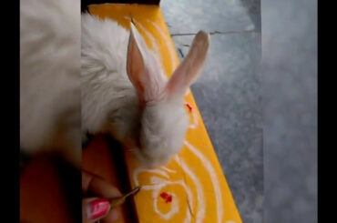 Funny baby rabbit (blinky) eating grass