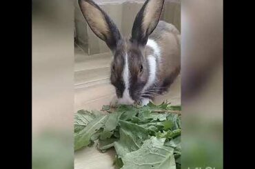 My Cute Rabbit Mr. Pancake Having His Breakfast