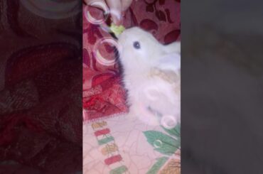 Cute rabbit HONEY
