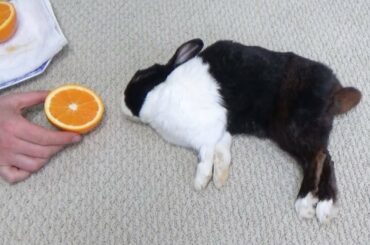 Sleeping Rabbit Dreaming About Eating An Orange