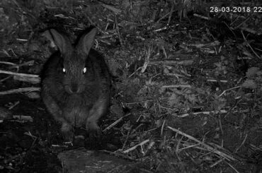 Wild baby rabbit having a wash!