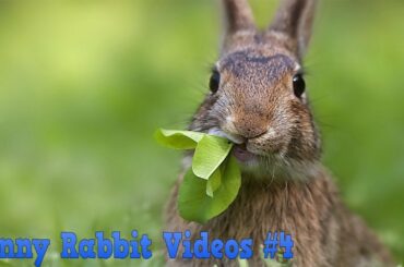 Funny And Cute Bunny Videos Compilation #4