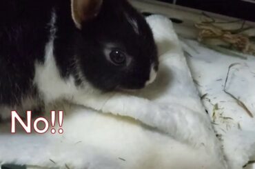 【cute rabbit】battle over territory【bunny】