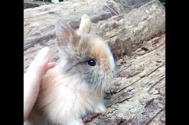 Mini lyon head 🥰 inf no pv pronta entrega 🐰#minilyon #minicoelho #cute #cuterabbit #pet