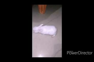 Cute rabbit