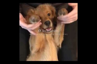 Funny Pet Cute Pet