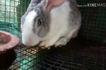Cute  Rabbit.🐇🐇videos .