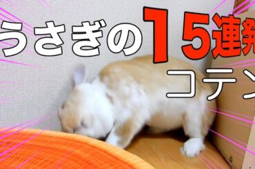 実は人気！？うさぎのコテン集15連発　rabbit　cute　video