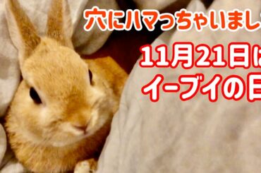【うさぎ】穴にハマちゃった イーブイの日【かわいい】Cute rabbit  #45