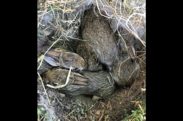 Found a Baby Bunny nest in our Yard - 5 cute baby bunnies