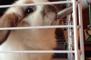 Cute Baby Bunny drinking water!