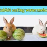 Cute bunny eating watermelon ASMR Rabbit eating watermelon AMSR