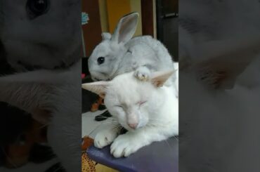 Cat and bunny 🐰 cute moment 😍