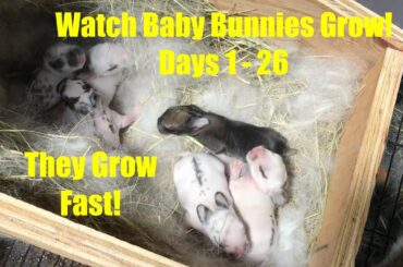 Watch Baby Bunnies Grow! Days 1-26  They Grow so Fast!!