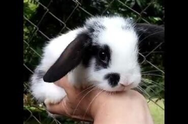 Mini lop 🥰 inf no pv pronta entrega 🐰#minilop #minicoelho #cute #cuterabbit #pet #vilazoo