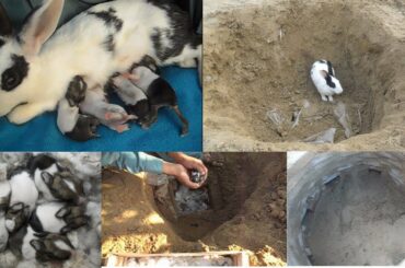 The Cutest Baby Bunnies - Newborn to 6 Days!