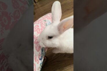 Bunny Attacks The Kid (ART LOCAS)