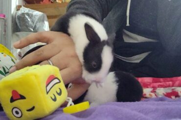 Playing with my cutie little fluff balls... My baby bunnies