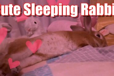 Cute Sleeping Rabbit｜可愛い姿で寝ているうさぎ