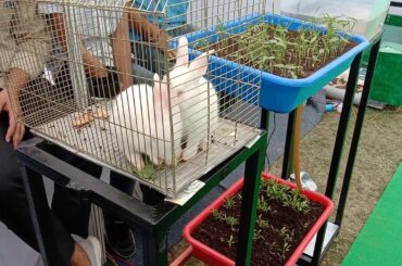 Two Cute rabbits playing with each other in my college.