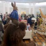 Peter funny videos Rabbits in a Toy Store
