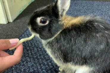 Who's That Animal? (Pets) Dwarf Rabbit and Kitten? Cute Bunny has Kitten servant!