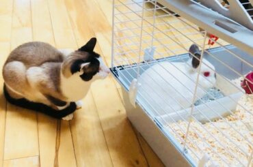 Cute CAT Meets White Rabbit for First Time