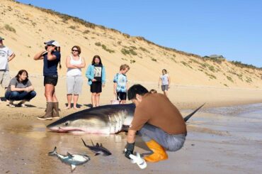 Amazing Man Help Dead Shark Give Birth To 3 Baby Shark On The Beach