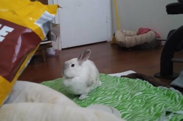 Cute Rabbit Goes Nuts Over Chips