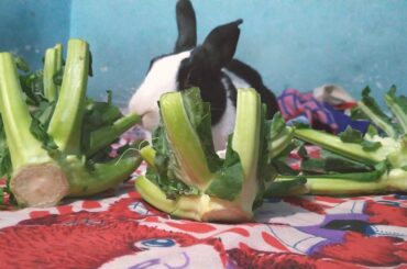 Cute Rabbit Cute Bunny
