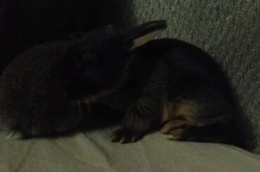 Baby Bunny Bath Buddies