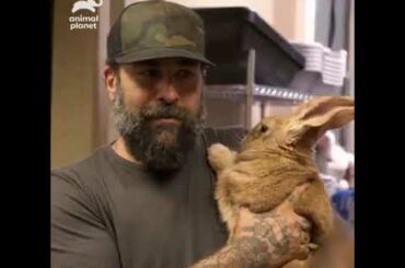 This giant 15-pound bunny is SO cute !!