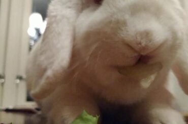 Bunny eating salad