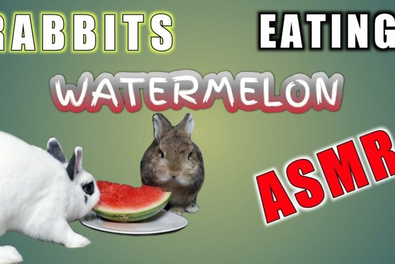 Cute Rabbits Eating Watermelon ASMR | Gizmo and Daisy Rabbit | The Fluffy Crew