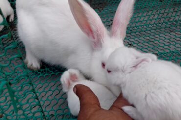 BABY RABBIT LOVES HER MOTHER
