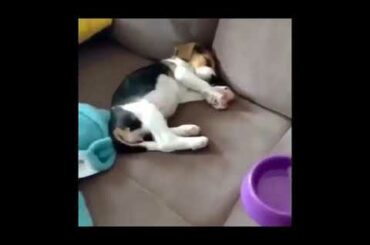 Cute baby animals Videos Compilation cute moment of the animals Soo Cute