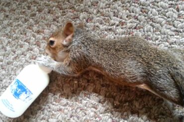 Cute baby squirrel drinking milk