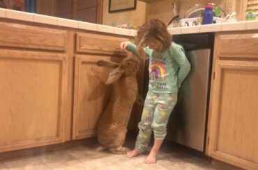 Toddler Best Friends With Giant Rabbit