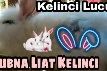 Kelinci Lucu | Cute Rabbit