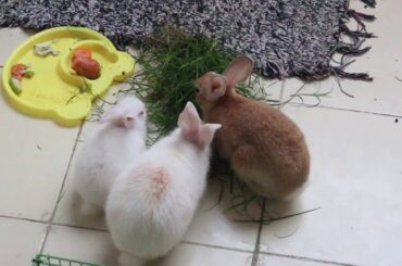 Cute Baby Rabbits Eating Grass | White Bunny Rabbit | Cute Bunny Eats Videos | Pets Life | Animals