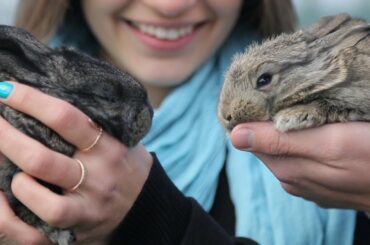 Kelinci Unik Lucu-Lucu | Cute Rabbit