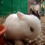 really really cute rabbit