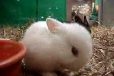 really really cute rabbit