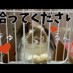 【うさぎ】箱入りうさぎ、拾ってください！〜Boxed cute bunny〜