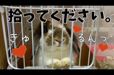 【うさぎ】箱入りうさぎ、拾ってください！〜Boxed cute bunny〜