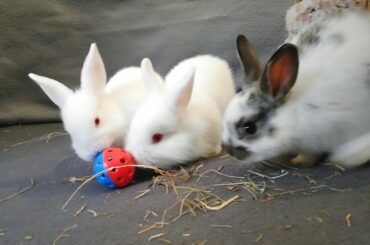 Conejos baby, jugando a la pelota, bunnies playing ball. Funny rabbits.