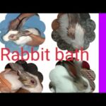 #Rabbitbath#cutebunnybath/how do you wash a bunny/ किस तरीके से साफ सुथरा रखें अपने रैबिट को